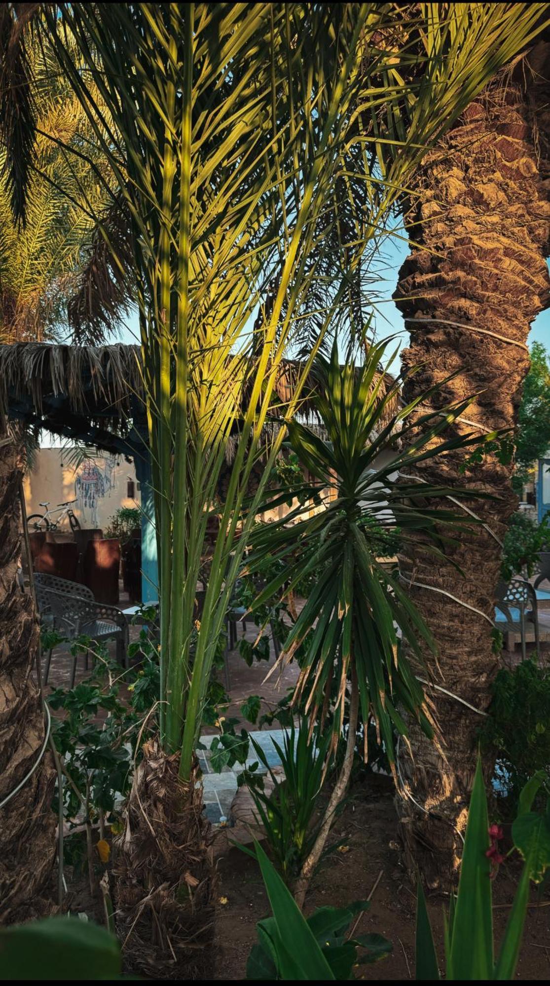 Hotel Miramar Camp Dahab Exterior foto